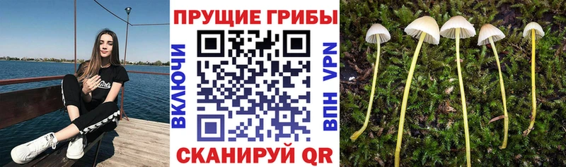 Галлюциногенные грибы Magic Shrooms  Макарьев 